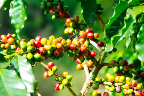 Coffee tree with ripe berries.